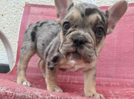 3 French Bulldog puppies left