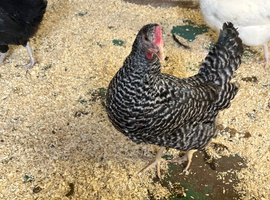 Pol hens