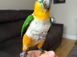 Male black headed caique. Almost 2