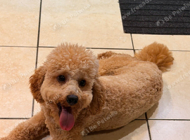 Beautiful adorable Miniature poodle