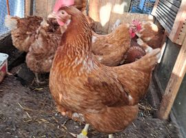 Egg layer Chicken available