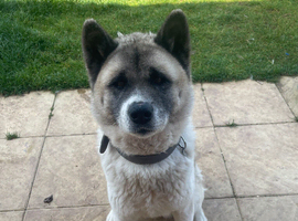 American Akita 3 year old in September 4