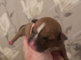 Chunky staffie pups