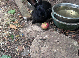 Female mix breed rabbit