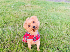 Stunning Yorkshire Terrier Puppies