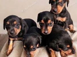 Beautiful jackshund puppies ready soon!