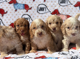 F1 Cockerpoo puppies ready to leave