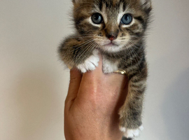 Beautiful kittens