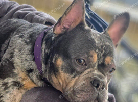 Frenchie x staff