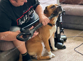 Staffy Family Dog