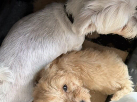 F1 teddy bear maltipoo 1 boy and 1 girl available