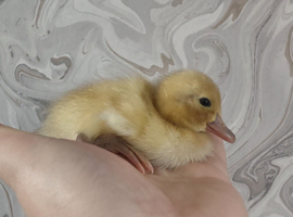 Welsh harlequin ducklings