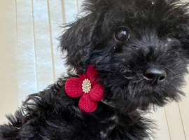 Cavaschnauzer Adorable Pups