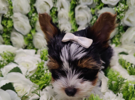 Ready to go Outstanding pure Yorkshire terrier