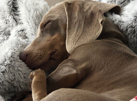 Dachhound 10 month old boy