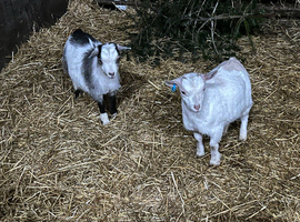 Last wether goat.