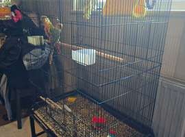 Green cheek conure