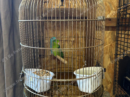 2 parrotlets