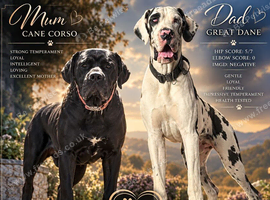 Daniff Puppies due. Great Dane x Mastiff