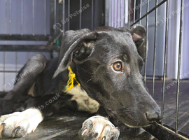 Beautiful Girl Coco