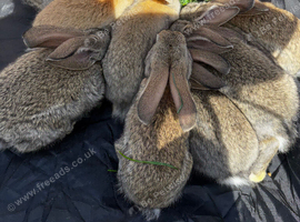 Giant Rabbits