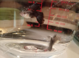 Guppies and platys