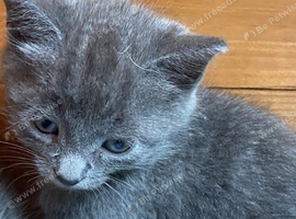 grey kittens ( ready now) PLEASE CHECK LOCATION
