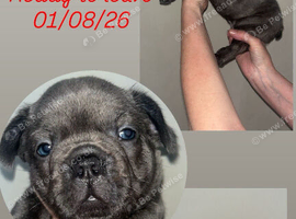 Beautiful French Bulldog Puppies