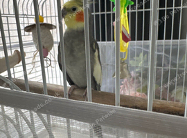 Cockatiels