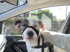 Staffy male 5 year old est