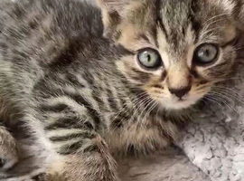 Kitten