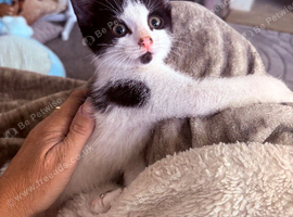 Beautiful little kittens READY NOW