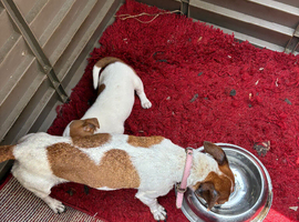 Jack Russell puppies