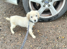 Maltipoo cross chihuahua