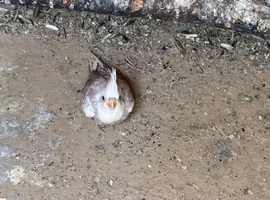 cockatiels