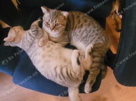 Silver spotted Scottish Fold