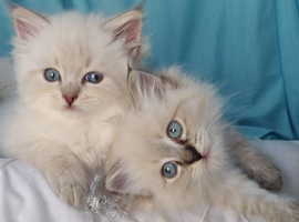Pure Siberian Kittens For Sale
