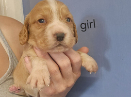 Cocker spaniel puppies for sale.