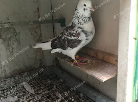 Iranian pigeon for sale
