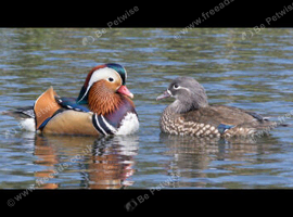Mandarin ducks for sale