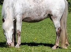 8 year old Apoloosa Mare