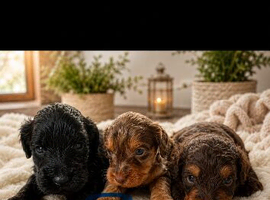 F1b toy cockapoo boy and girls
