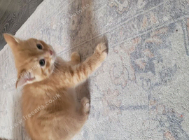Beautiful kittens