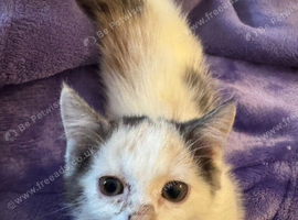 Gorgeous female kitten