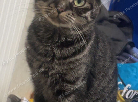 2 year old female cat
