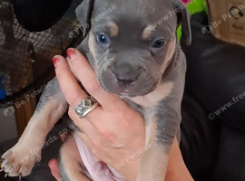 Staffordshire bull Terrier/American Staffy Puppies