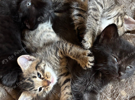 7 beautiful kittens ready in 3 weeks boys and girls available
