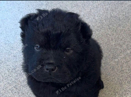 Chow chow puppies
