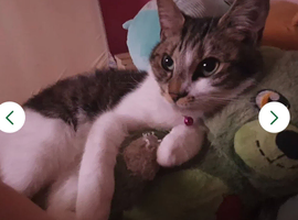Tiny,  shorthair cat