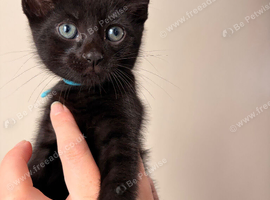 KITTENS LOOKING FOR THEIR FOREVER HOMES